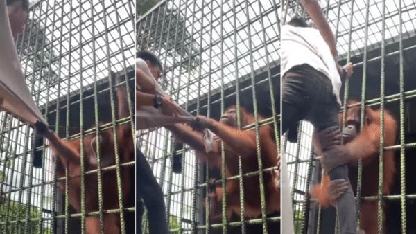 युवक को ओरैंगुटान ने पकड़ा युवक को ओरैंगुटान ने पकड़ा