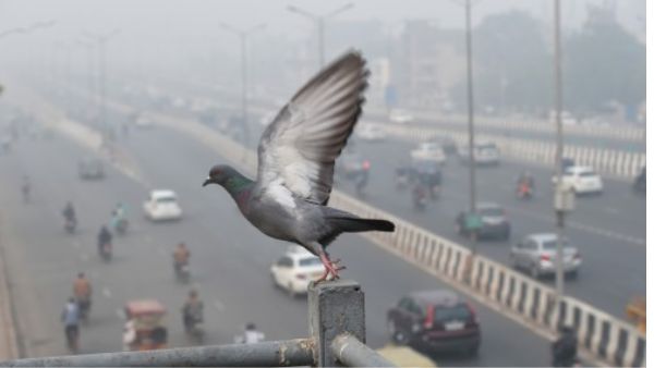 मालिक हुआ परेशान