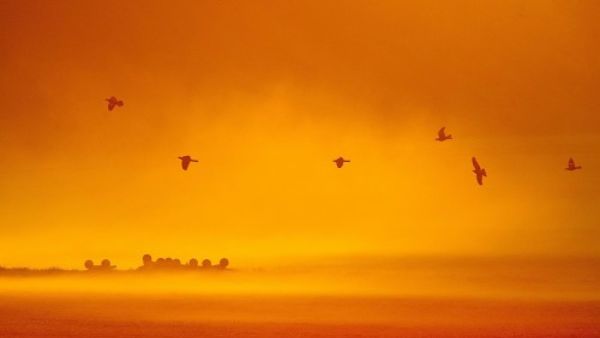 कबूतर करते हैं लंबी यात्राएं