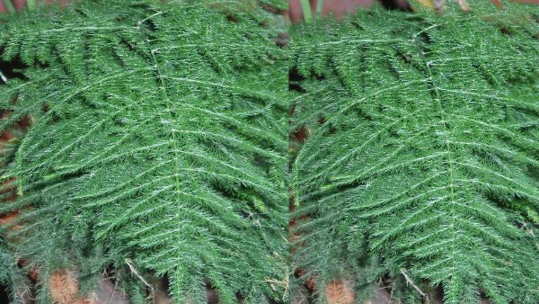 कई सारी खूबियां