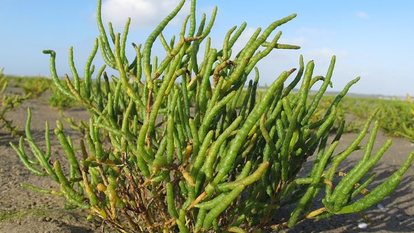 भविष्य की महत्वपूर्ण खाद्य सामग्री