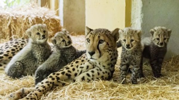 अफ्रीका के अनुकूल माहौल तैयार अफ्रीका के अनुकूल माहौल तैयार