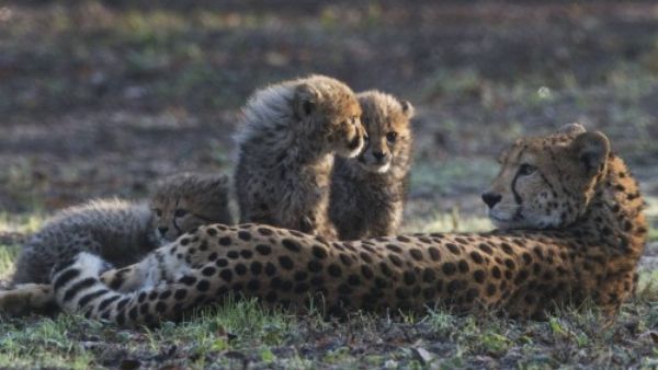 दुनिया का सबसे तेज जानवर है चीता दुनिया का सबसे तेज जानवर है चीता
