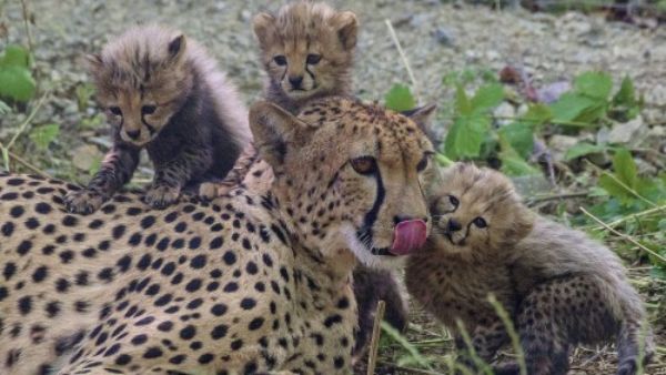 विशेष विमान से लाया जाएगा भारत विशेष विमान से लाया जाएगा भारत