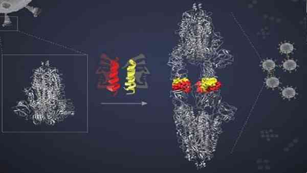 स्पाइक प्रोटीन को बांधने में सक्षम- शोध