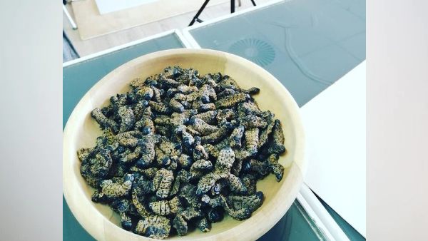 पहले कीड़ों से बनता है आटा