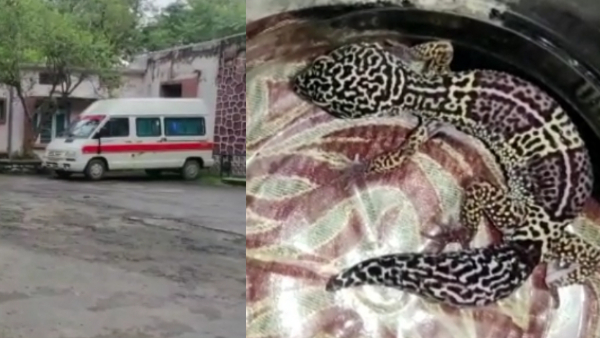 अस्पताल परिसर में बैठी मिली थी ये दुर्लभ छिपकली 