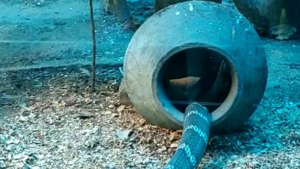 इंदौर जू में कई प्रजाति के सांप
