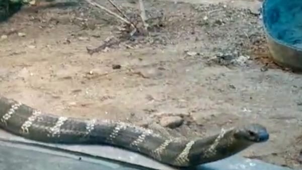 देहरादून से लाया गया किंग कोबरा 