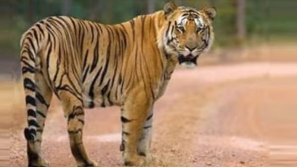 बालाघाट में बनी है मुन्ना की प्रतिकृति बालाघाट में बनी है मुन्ना की प्रतिकृति