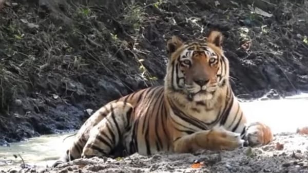 क्यों मनाया जाता है इंटरनेशनल टाइगर डे? क्यों मनाया जाता है इंटरनेशनल टाइगर डे?