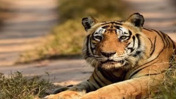 कान्हा रिजर्व में था मुन्ना का वर्चस्व कान्हा रिजर्व में था मुन्ना का वर्चस्व