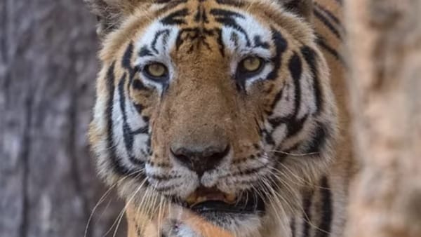 माथे पर लिखा था CAT और PM माथे पर लिखा था CAT और PM