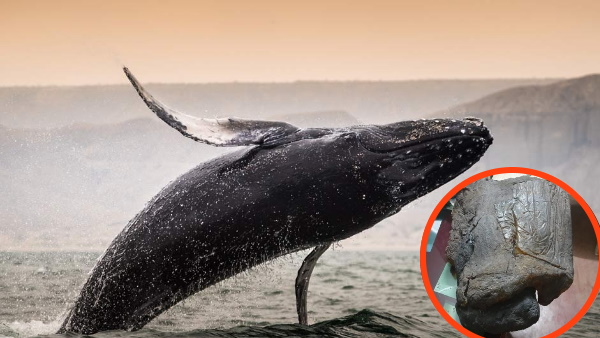 समुद्र में मछली पकड़ते वक्त मिली व्हेल की उल्टी समुद्र में मछली पकड़ते वक्त मिली व्हेल की उल्टी