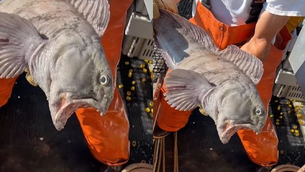  डरावनी और घातक होती है वुल्फ फिश