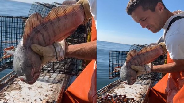 जाल में फंसे कभी जीवों को मार डाला