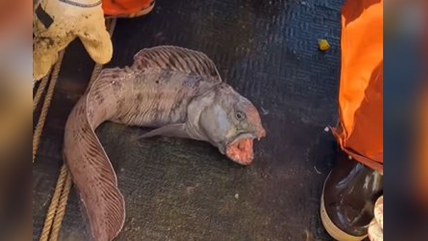 सोशल मीडिया पर वायरल हुआ Video