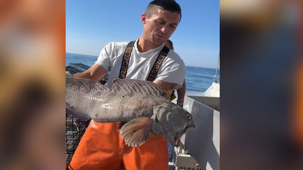 मछुआरे के जाल में फंसी दुर्लभ 'भेड़िया' मछली