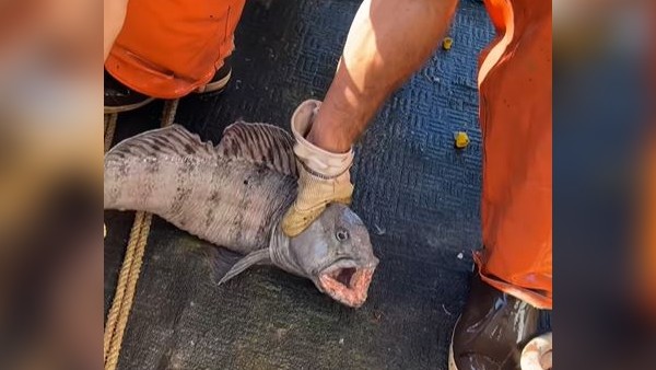 मछुआरे पर हमला कर रही 'घातक' मछली