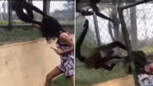 लड़की ने बंदरों के साथ की पहले ये हरकत 