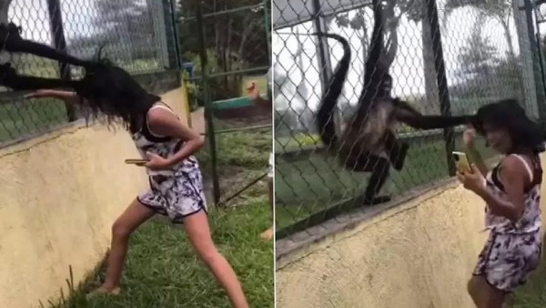 दो स्‍पाइडर मंकी ने बच्‍ची के बालों को खींचा 