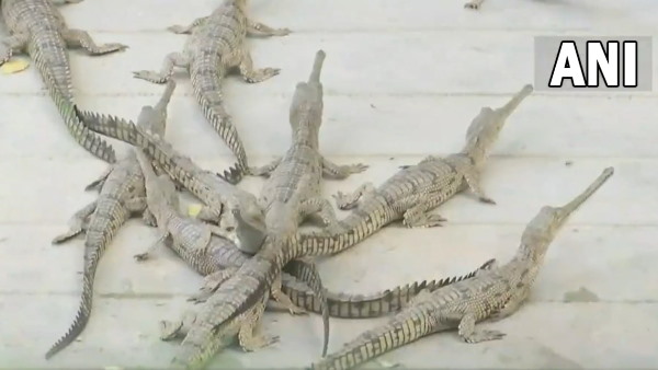 मिसिसिपी में लगभग 38,000 मगरमच्छ !