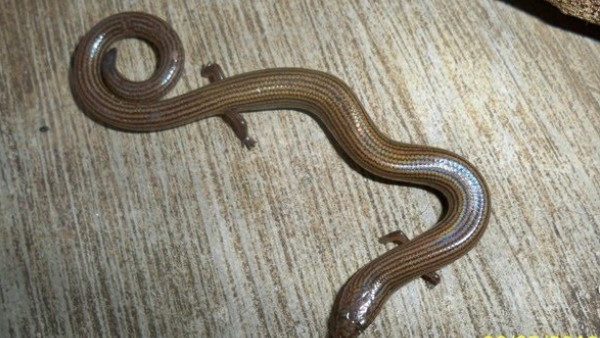 इनका वैज्ञानिक नाम डोलिचोसॉर है इनका वैज्ञानिक नाम डोलिचोसॉर है