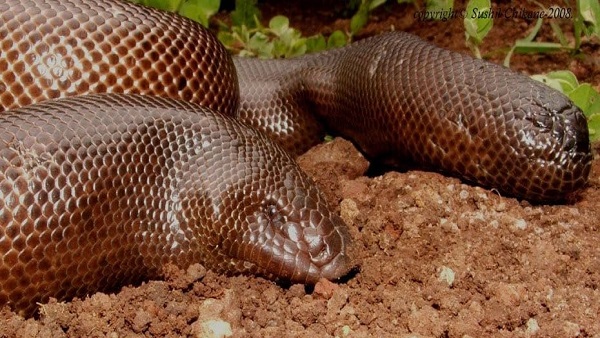 रेड सैंड बोआ या एरिक्स जॉनी, गैर-विषैले सांप की प्रजाति है रेड सैंड बोआ या एरिक्स जॉनी, गैर-विषैले सांप की प्रजाति है