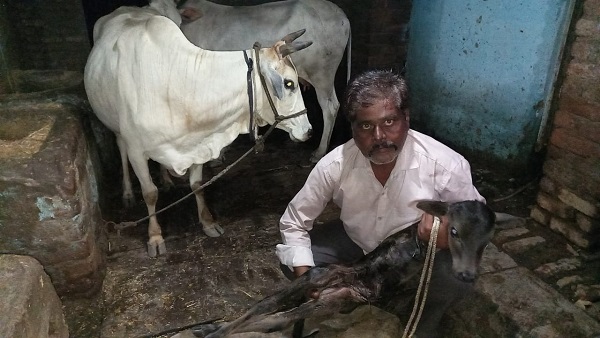 गाय पालक मनोज कोरी बछड़े को लेकर परेशान हैं