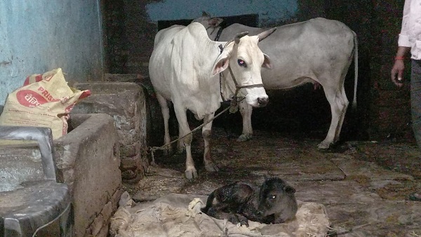 लोगों के ल‍िए कौतुहल का विषय बना बछड़ा 