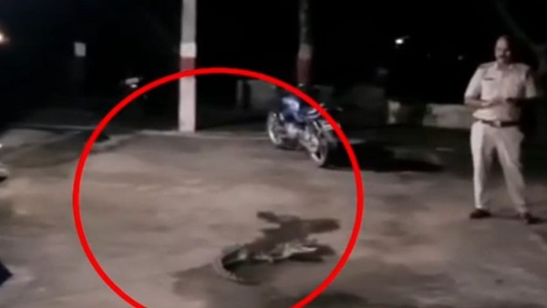 बमुश्किल रस्सियों से जकड़ा जा सका बमुश्किल रस्सियों से जकड़ा जा सका