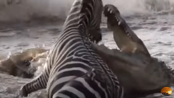 जेबरा पर झपटता है