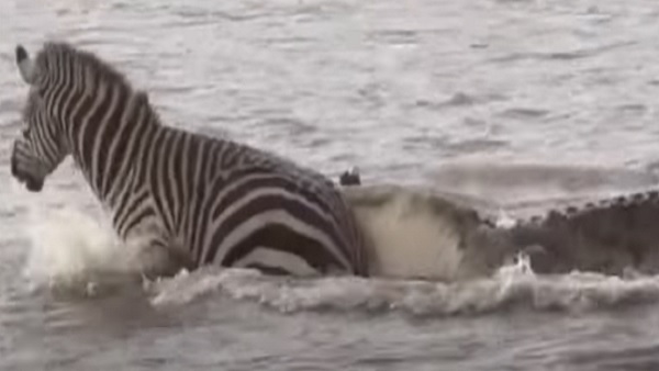 काफी देर तक चला संघर्ष