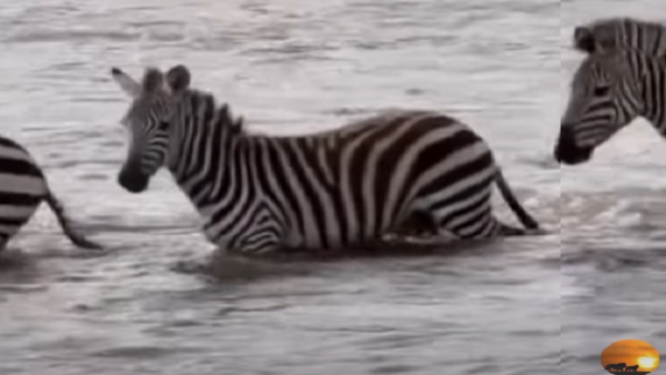 बहुत बड़ा था मगरमच्छा