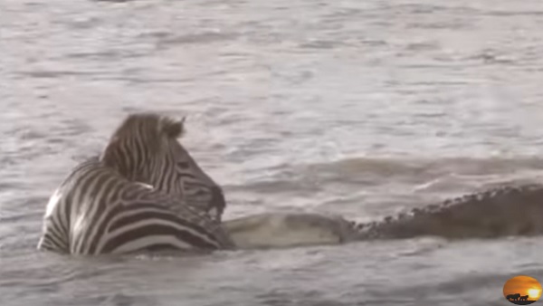 यूजर्स कर रहे कमेंट