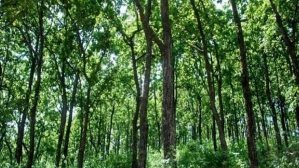 वन विभाग की टीम नें किया रेस्क्यू