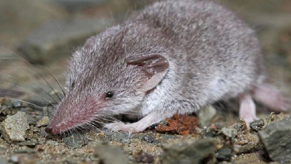 छछूंदर से वायरस फैलने का शक