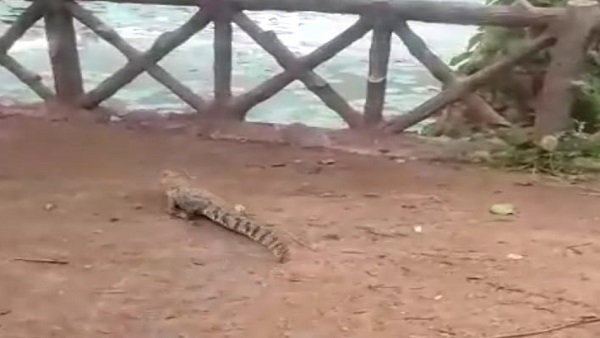 तालाब किनारे छोड़ा तो सरपट पानी में उतर गया