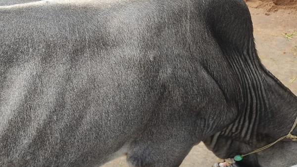 लंपी वायरस