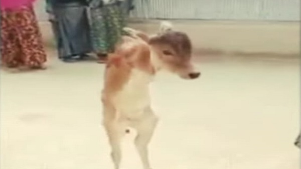 दो पैर पर चलने वाले बछडे का वीड‍ियो वायरल हो रहा था 