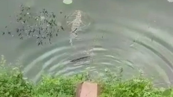 सिंगौरगढ में आधा दर्जन से अधिक मगरमच्छ हो गए