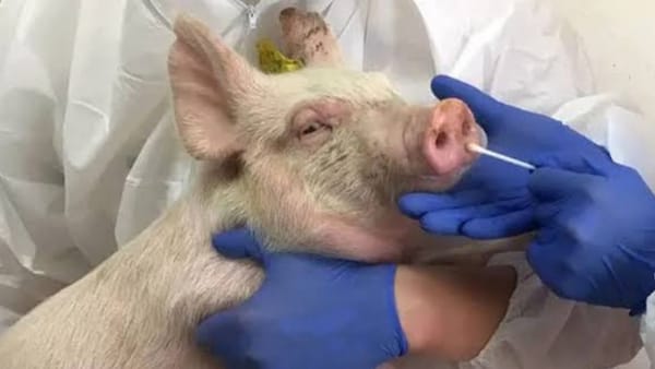 कैसे चला पता कैसे चला पता