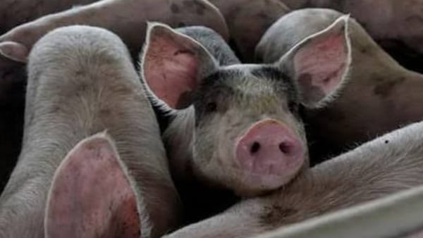 क्या है एएसएफ क्या है एएसएफ