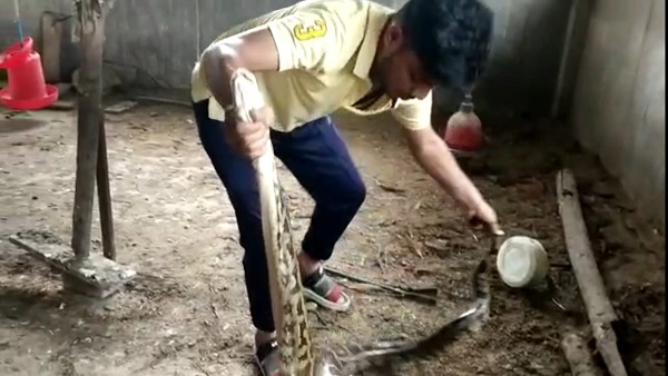 मुर्गियों की आवाज सुनी, पीछे जाकर देखा, अजगर दावत उड़ा रहा था