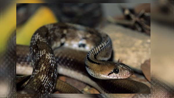 पहली बार देखा गया Arrow-headed trinket