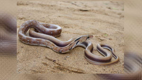 Arrow-headed trinket होता है बेहद शर्मिला 