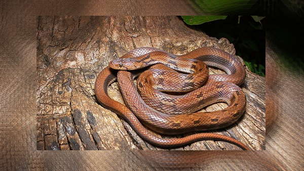 घने जंगलों में छोड़ दिया गया 