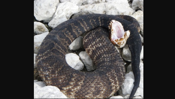 सांप ने कैसे खाया अजगर को