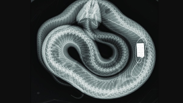 'अजगर की रीढ़ की हड्डी देख सकते हैं...' 