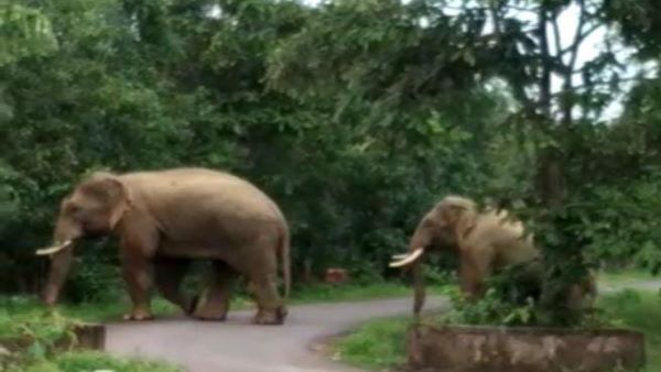 elephant chhattisgarh
